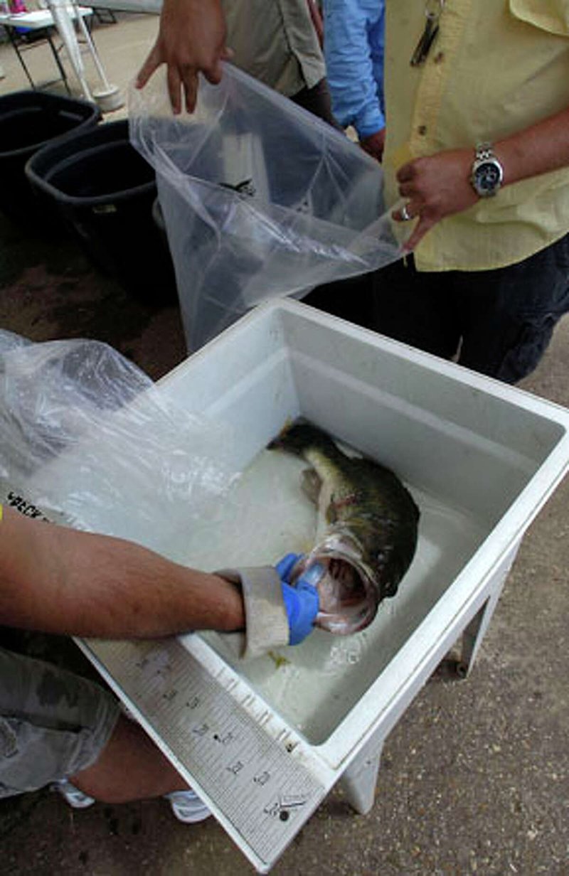 Erleben Sie das Big Bass Splash - Ein epischer Slot im Pragmatic Play Casino